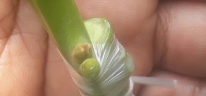 Cara menyambung alpukat agar cepat berbuah