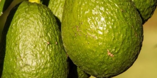 Cara menyambung alpukat agar cepat berbuah