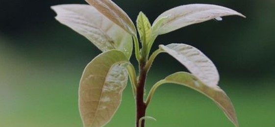 Cara menyambung alpukat agar cepat berbuah